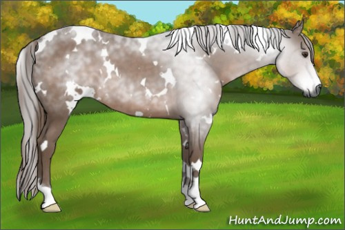 Horse Color:Gray White Spotted Chestnut