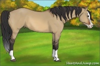 Horse Color:Bay Dun Splash