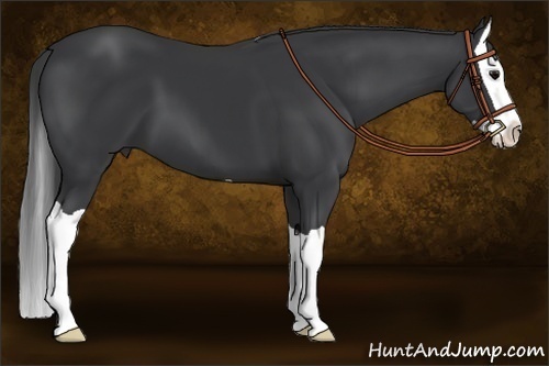 Horse Color:Black Splash