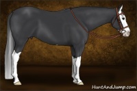 Horse Color:Black Splash