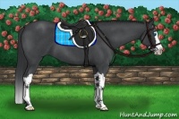 Horse Color:Blue Roan Splash 