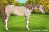 Horse Color:Buckskin Dun Varnish