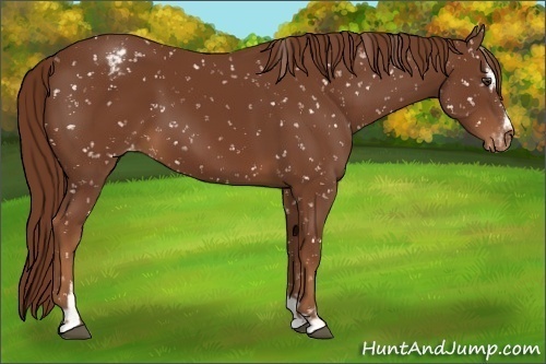 Horse Color:Chestnut Sabino Snowflake Varnish