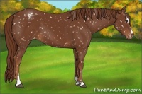 Horse Color:Chestnut Sabino Snowflake Varnish 