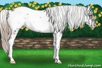 Horse Color:Chocolate Palomino Sabino 