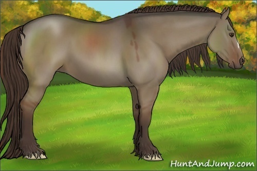 Horse Color:Liver Red Dun 