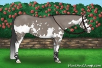 Horse Color:Grullo Roan Sabino Splash