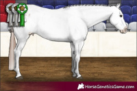 Horse Color:Bay Sabino Appaloosa