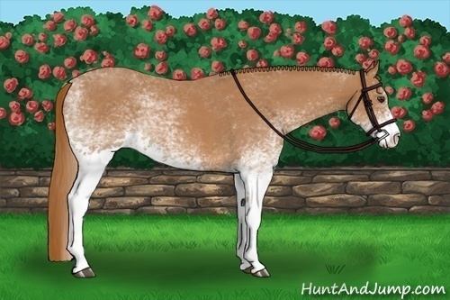 Horse Color:White Spotted Chestnut 