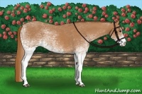 Horse Color:White Spotted Chestnut 