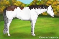 Horse Color:Bay Splash 