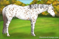 Horse Color:White Spotted Amber Champagne Appaloosa 