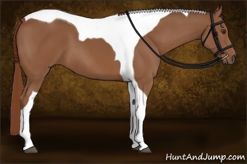 Horse Color:Chestnut Tobiano