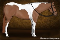 Horse Color:Chestnut Tobiano