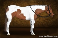 Horse Color:Liver Chestnut Tobiano 