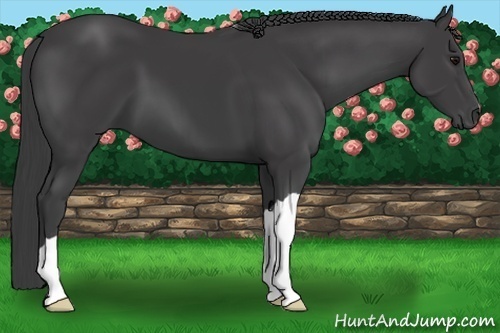 Horse Color:Smoky Black
