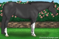 Horse Color:Smoky Black 