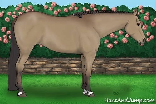Horse Color:Buckskin 
