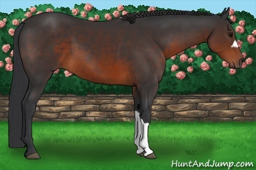Horse Color:Brown 