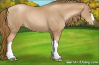 Horse Color:Chestnut Pearl