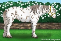 Horse Color:Chocolate Palomino Appaloosa 