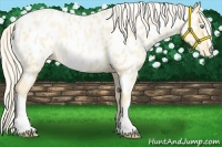 Horse Color:Palomino Pearl Appaloosa 