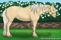 Horse Color:Gold Cream Champagne
