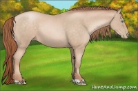 Horse Color:Buckskin Pearl 