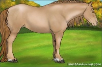 Horse Color:Chestnut Pearl