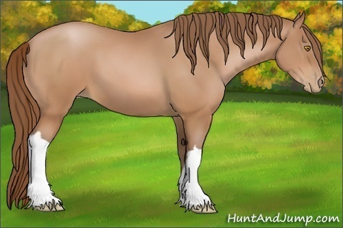 Horse Color:Bay Pearl 
