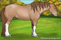 Horse Color:Bay Pearl 