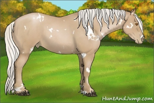 Horse Color:White Spotted Silver Blue Roan Pearl 