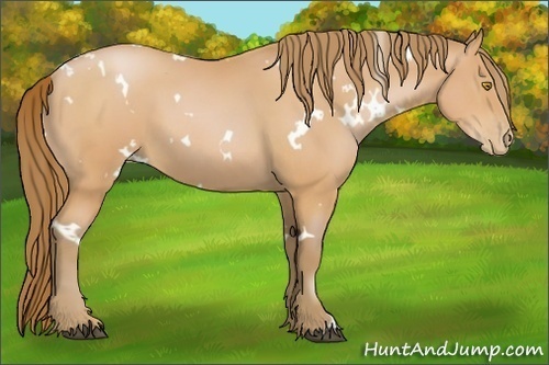Horse Color:White Spotted Bay Pearl
