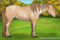 Horse Color:White Spotted Bay Pearl 