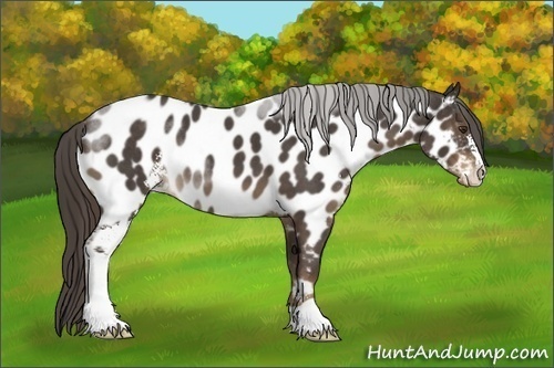 Horse Color:Liver Red Roan Sabino Appaloosa 