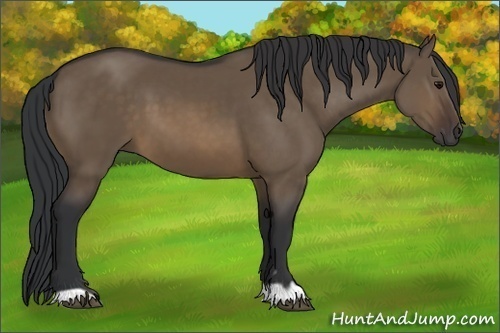 Horse Color:Brown Dun 