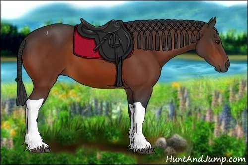 Horse Color:Bay Tobiano 