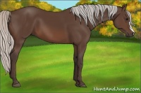 Horse Color:Silver Brown