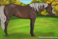 Horse Color:Silver Brown 