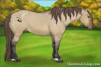 Horse Color:Bay Dun Appaloosa 