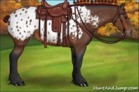 Horse Color:Bay Appaloosa 