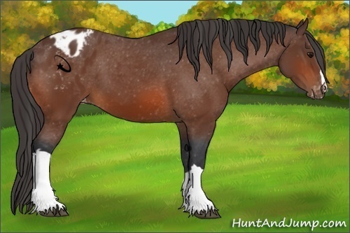 Horse Color:Bay Appaloosa 