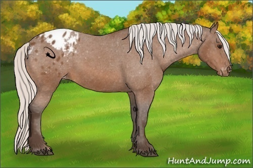 Horse Color:Silver Bay Appaloosa 