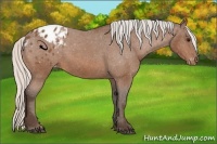Horse Color:Silver Bay Appaloosa 