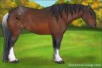 Horse Color:White Spotted Brown 