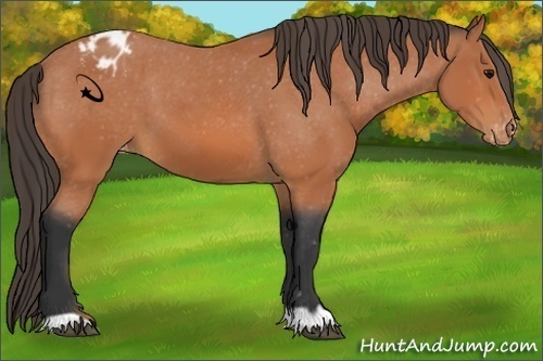 Horse Color:Bay Appaloosa 