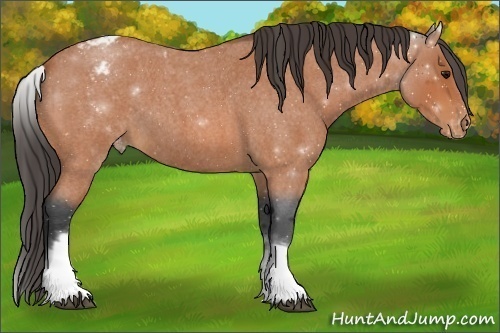 Horse Color:White Spotted Bay Roan Varnish