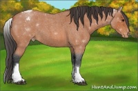 Horse Color:White Spotted Bay Roan Varnish 