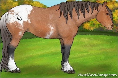 Horse Color:White Spotted Bay Appaloosa 