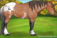 Horse Color:White Spotted Bay Snowcap